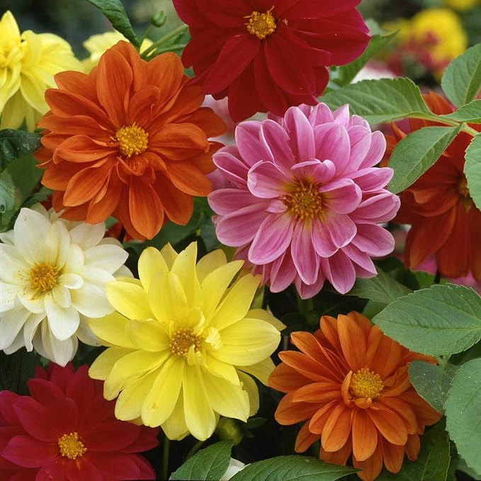 Outsidepride Unwin Bedding Dahlia Seeds for Planting - 500 Pcs Annual, Easy to Grow, Season-Long Flower Seeds with Colorful Blooms for Containers, Pots, Borders, & Gardens, Suitable as Cut Flower