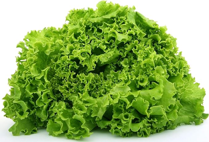 Green Lettuce Seeds: 1 Lb - Non-GMO Vegetable Garden & Microgreens Seeds - Micro/Baby Salad Greens