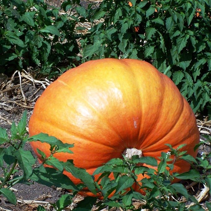 SeedsUP - 10+ Seeds Pumpkin Titan Weight 200 lbs - Vegetable Orange