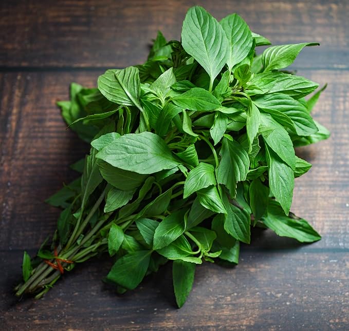 TKE Farms & Gardens - Thai Basil Seeds for Planting, 500+ Non-GMO Heirloom Seeds, Easy-to-Grow Herb, Indoor & Outdoor Gardening, Perfect for Home Chefs and Asian Cuisine, Instructions Included