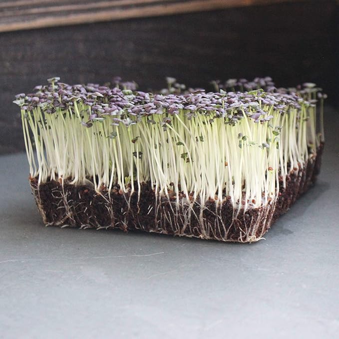 Red Leaf Mizuna Mustard Garden Seeds - 1 g Packet ~400 Seeds - Non-GMO, Heirloom Vegetable, Herb & Microgreens Gardening Seeds