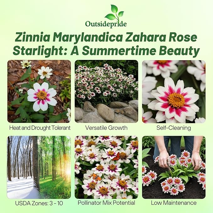 Outsidepride Zinnia Marylandica Zahara Rose Starlight Seeds – 50 Pcs. Annual Bicolor Blooms, Drought & Heat Tolerant Flower Seeds, Ideal for Garden Beds & Pollinator-Friendly Spaces (AAS Winner)