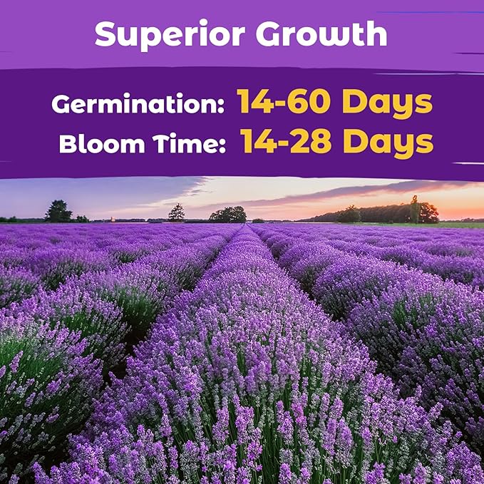 7,000+ Lavender Seeds Large Non GMO 3/4 Ounce Packet English Lavender Seeds- Heirloom Seeds Lavandula Angustifolia Wildflower Seed for Planting Indoor/Outdoor, High Germination, Plant Flower Seeds