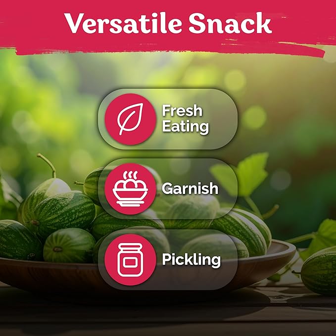 KVITER 150 Cucamelon Seeds for Planting (Melothria Scabra), 2 Pack – Mexican Sour Gherkin Seeds, Gherkin Cucumber, Mexican Mini Watermelon – Heirloom Vegetable Seed for Outdoor & Indoor Garden