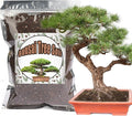 Bonsai Soil Mix 10qt Ready to Use, Organic Potting Soil Fits for Small Bonsai Pot, Suitable for Seedling, Repotting, or Bonsai Starter Kit