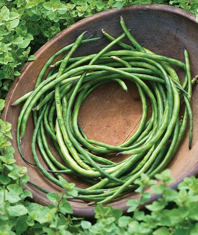 Burpee Yardlong Asparagus Pole Bean Seeds 1 ounces of seed