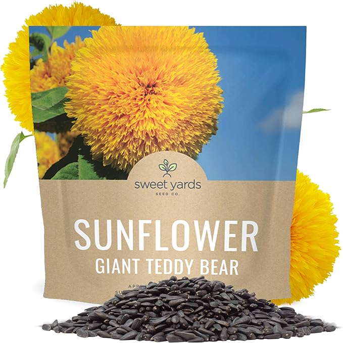 Giant Teddy Bear Sunflower Seeds - Extra Large 1 Ounce Packet - Over 1,200 Fresh Open Pollinated Non-GMO Flower Seeds - Helianthus annus - Hundreds of Fluffy Yellow Petals