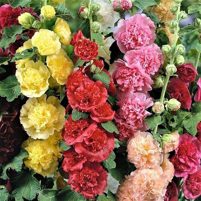 100pcs Vibrant Mixed Hollyhock Seeds - Hardy Biennial with Double Flowers, Perfect for Wildflower & All Garden Types