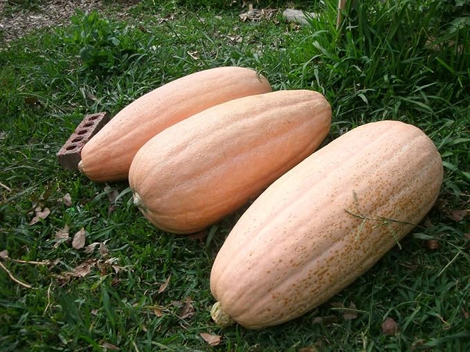 Seeds Vegetable Pumpkin Pink Banana (Cucurbita Maxima) - 10 Seeds