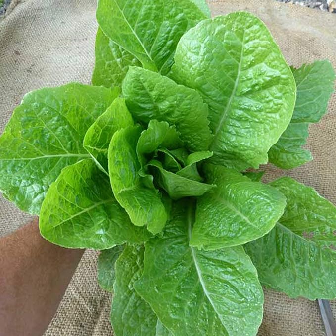 Organic Jericho Lettuce Seeds - 500 mg ~300 Seeds - Organic, Heirloom, Open Pollinated, Non-GMO, Farm & Vegetable Gardening Seeds