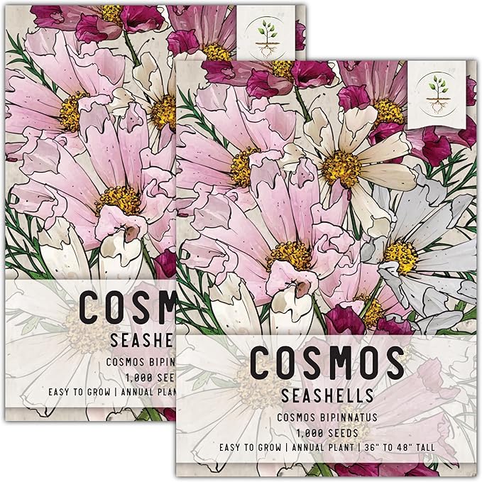 Seed Needs Seashells Cosmos Seeds for Planting - Heirloom & Open Pollinated Annual Wildflowers - Tubular Petals in Mixed Colors Perfect for a Butterfly Garden (2 Packs)
