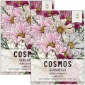 Seed Needs Seashells Cosmos Seeds for Planting - Heirloom & Open Pollinated Annual Wildflowers - Tubular Petals in Mixed Colors Perfect for a Butterfly Garden (2 Packs)