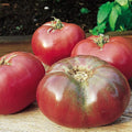 Burpee 'Cherokee Purple' Heirloom | Large Purple Slicing Tomato | Rich Flavor | 50 Seeds
