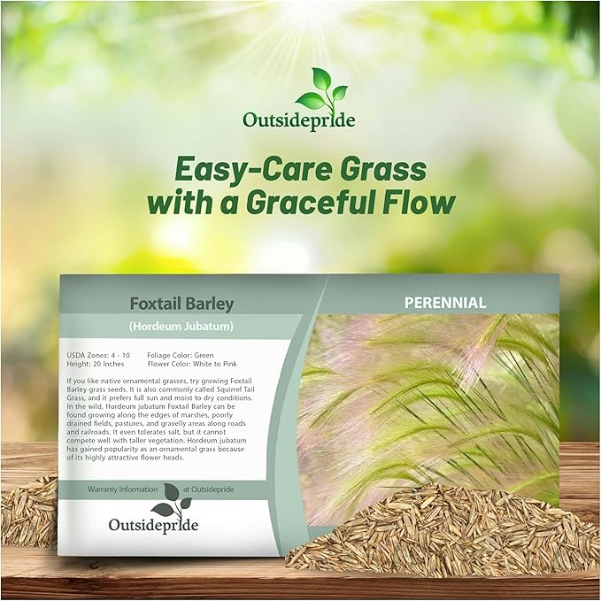 Outsidepride 2000 Seeds Perennial Hordeum Jubatum Foxtail Barley Ornamental Grass Seed for Planting