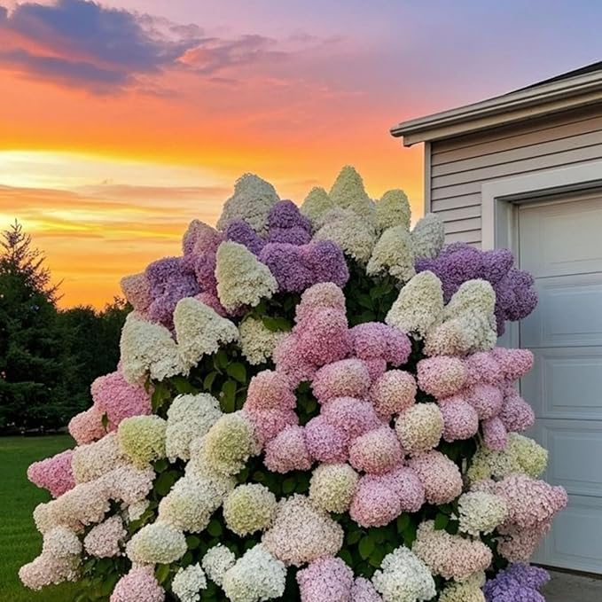 200+ Mix Panicle Hydrangea Seeds Perennial Hydrangea Seeds for Planting Flowers Bush Plants Non-GMO Heirloom Plant Wedding Outdoor Garden