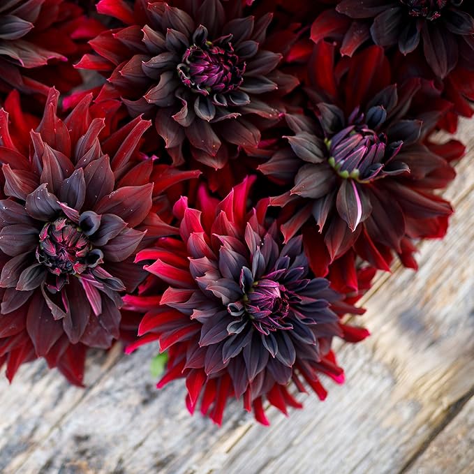 Eden Brothers Dahlia Bulbs (Decorative) - Rip City, Non-GMO Bulbs for Planting, 4 Bulbs | Low-Maintenance Flower Bulbs, Plant During Spring, Zones 8, 9, 10, 11