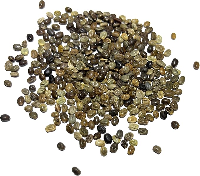 Seed Needs Lupine Seeds for Planting Russells Blend - Heirloom & Open Pollinated Multicolor Flowers to Attract Pollinators to a Butterfly Garden - Red, Purple, Blue, Yellow, White & More (5 Packs)