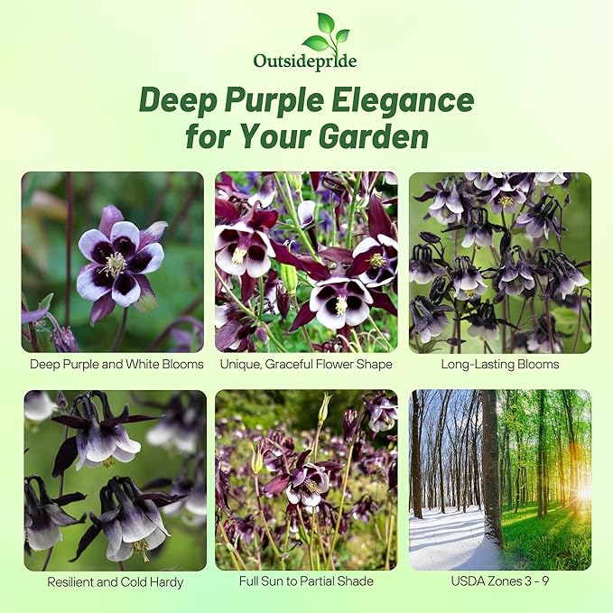 Outsidepride William Guinness Columbine Seeds - 2000 Pcs Perennial, Easy to Grow Flower Seeds for Planting, Suitable for Pollinator-Friendly Garden, Cut Floral Arrangements, Ground Covers, or Borders