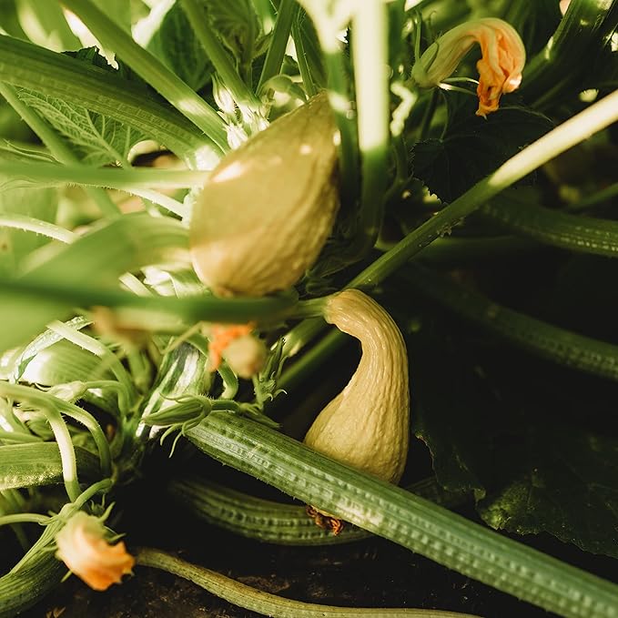 Golden Summer Crookneck Squash - 25 Seeds - Heirloom & Open-Pollinated Variety, Easy-to-Grow, Non-GMO Vegetable Seeds for Planting Outdoors in The Home Garden, Thresh Seed Company