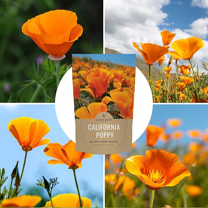 Bulk California Orange Poppy Wildflower Seeds - 1 Pound Bag - Over 320,000 Native Seeds - California State Flower!