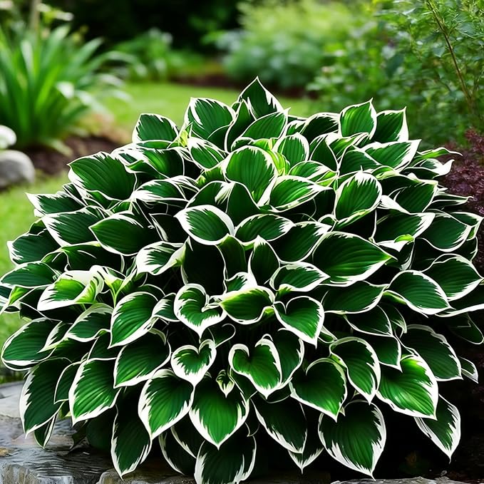 Hosta Seeds for Planting, 150+ Mixed Rare Perennial Hosta Seed, Attract Pollinators, Heirloom Non-GMO Hosta Seeds for Bonsai Decoration, Home Garden