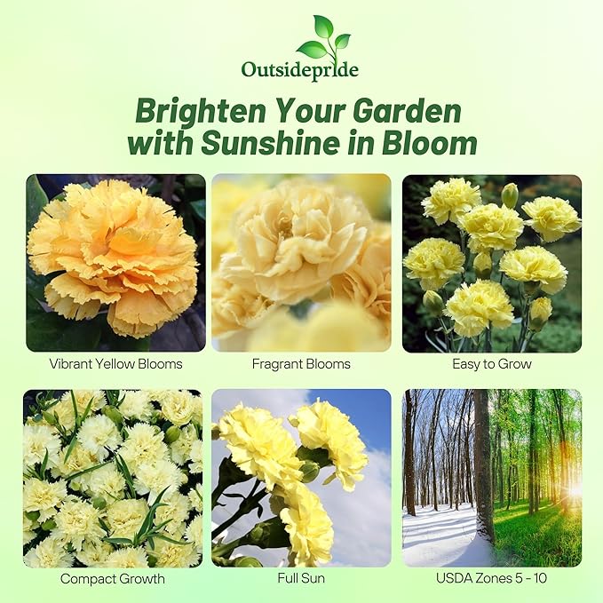 Outsidepride Yellow Carnation Seeds - 1000 Pcs Biennial, Easy to Grow Flower Seeds for Planting with Fragrant Blooms, Ideal for Pollinators, Cutting Gardens, Bouquets, & Floral Arrangements