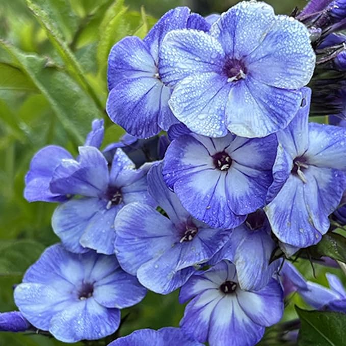 1000+ Phlox Seeds for Planting - Phlox Popstars Seeds Perennial Ground Cover Plants- Annual Flower for Home Garden