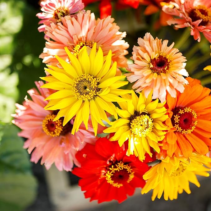 Eden Brothers Zinnia Seeds - Super Cactus Giant Mix, Non-GMO Seeds for Planting, 1 oz | Low-Maintenance Flower Seeds, Plant During Spring, Zones 3, 4, 5, 6, 7, 8, 9, 10