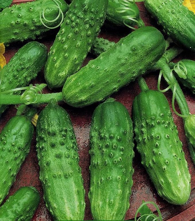 Seeds Indoor Self-Pollinating Cucumber Market F1 Hybrid Vegetable for Planting Non GMO - Harvest Time 38 Days
