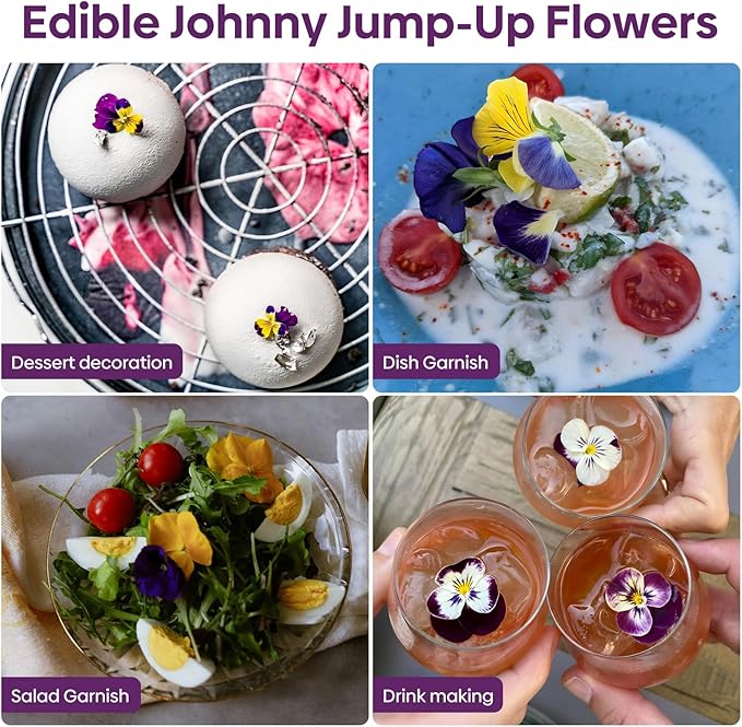 Groundio Johnny Jump Up Seeds, 10000+ Perennial Wild Violet Seeds for Planting, Edible Flowers, Non-GMO | Heirloom | Attracts pollinators, Grown in The USA