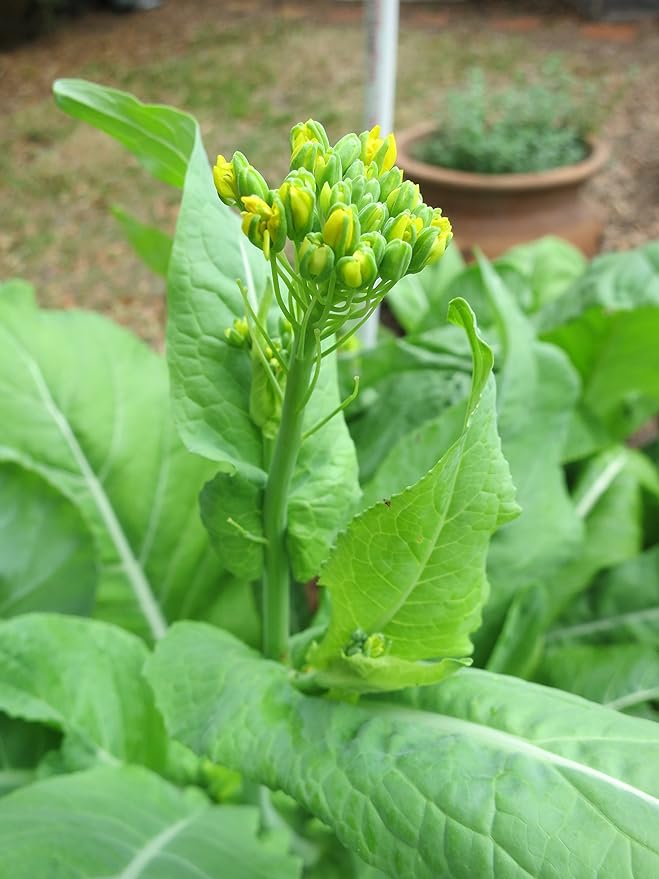 Mustard Spinach (Komatsuna) Tendergreen Great Heirloom Vegetable Seeds by Seed Kingdom 1/4 Lb Seeds