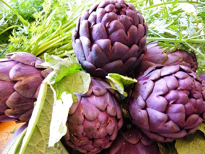 Purple Artichoke Seeds – Heirloom Globe Artichoke (Cynara Scolymus) | Nutritious & Flavorful | Perennial Vegetable
