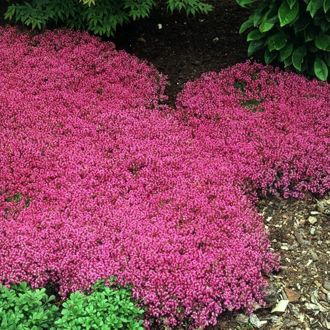 Outsidepride Magic Carpet Creeping Thyme Seeds - 1000 Pcs. Perennial, Fragrant, & Drought Tolerant Ground Cover Seeds for Planting Pink Flowers in Pathways, Slopes & Pollinator-Friendly Landscaping