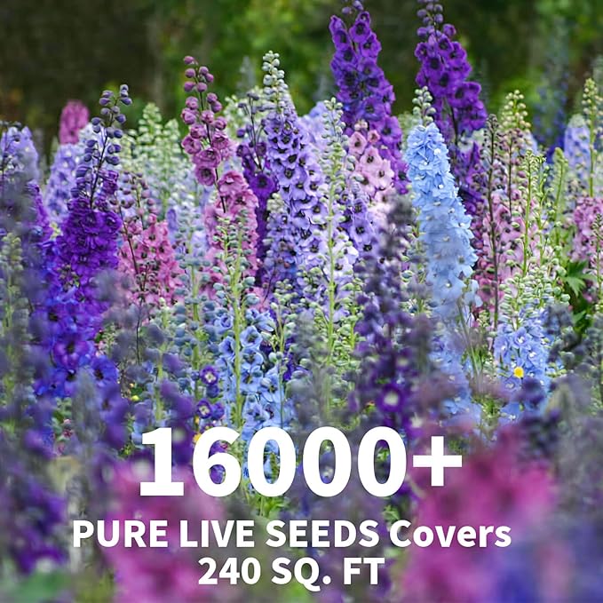 16000+ Delphinium Seeds Perennial - 2 Pack Mixed Color Larkspur Seeds for Planting Outdoors, Delphinium Plants Live, 2026 Flower Seed to Plant Outside, Non-GMO, Garden Wildflower