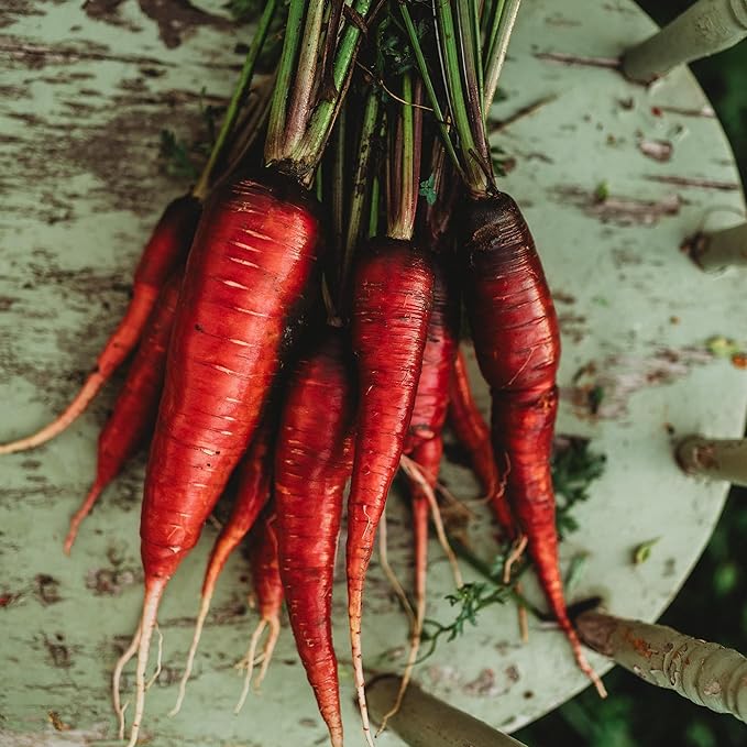 Cosmic Purple Carrot - 150 Seeds - Heirloom & Open-Pollinated Variety, Non-GMO Vegetable Seeds for Planting Indoors or Outdoors in Containers or The Home Garden, Thresh Seed Company