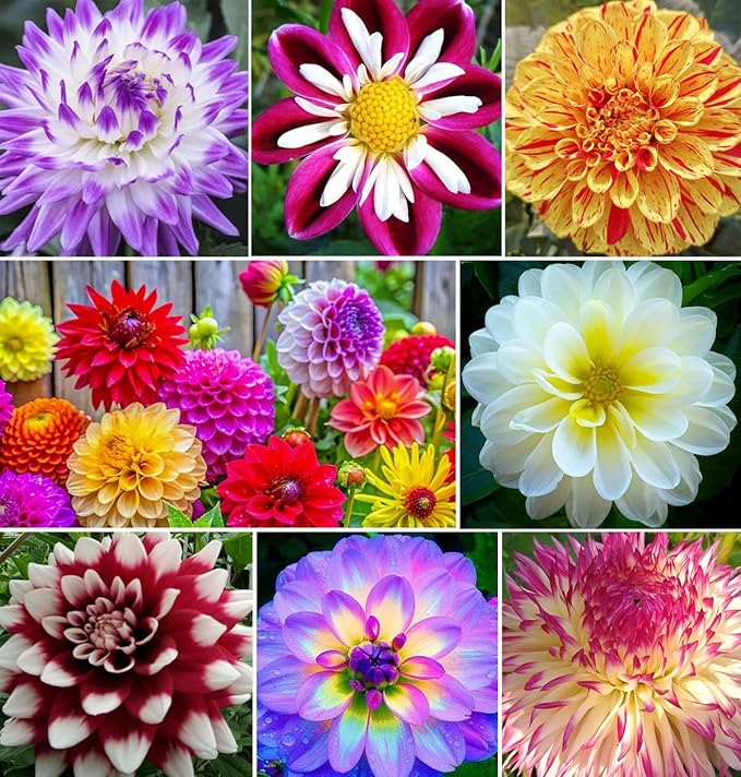 Rare Mix Dahlia Pompon Flower Seeds Colorful Variabilis Beautiful Annual Outdoor Lawn Plant Bonsai Flowering Seeds Bloom 100pcs