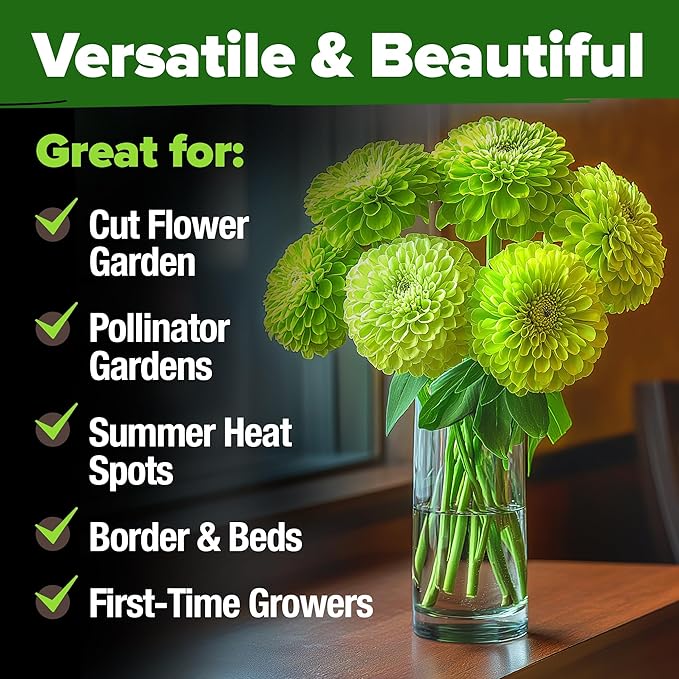 HOME GROWN Envy Zinnia Seeds (1g) – 4300 Rare Lime Green Annual Zinnia Flower Seeds for Planting, Fast-Growing Bulk Variety, Premium Herb Seeds Garden Companion for 2026 Blooms (Zinnia elegans)