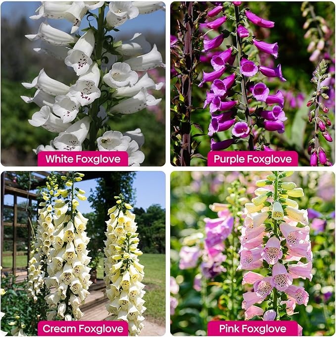 Foxglove Seeds, Large Packet 1 Ounce 290,000+ Seeds, 24-36’ Tall Spire Bloom Attract Hummingbirds and Bees, Non-GMO | Heirloom | USDA Zones 4-10