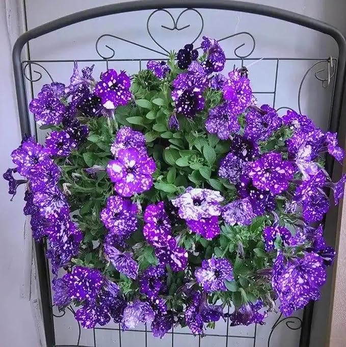 Night Sky Petunia Seeds for Planting, 500pcs Dwarf Wave Petunia Flowers Plant Seeds, Non-GMO Heirloom Annual Beauty Home Garden Flowers in Outdoors Indoor