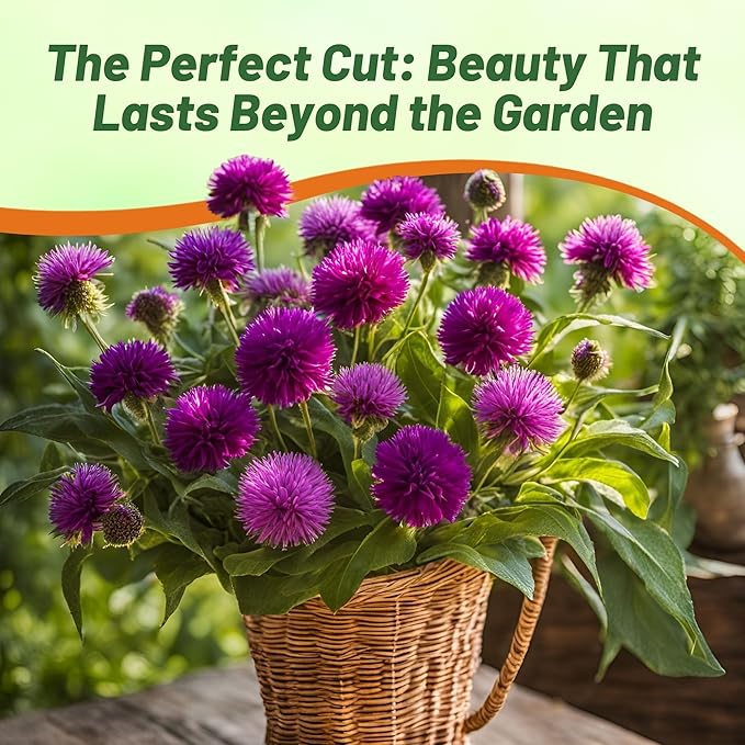Outsidepride Purple Gomphrena Seeds - 1000 Pcs Annual, Heat & Drought Tolerant, Pollinator Friendly Globe Amaranth Seeds for Planting w/Vibrant Round Blooms for Beds, Borders, and Arrangements