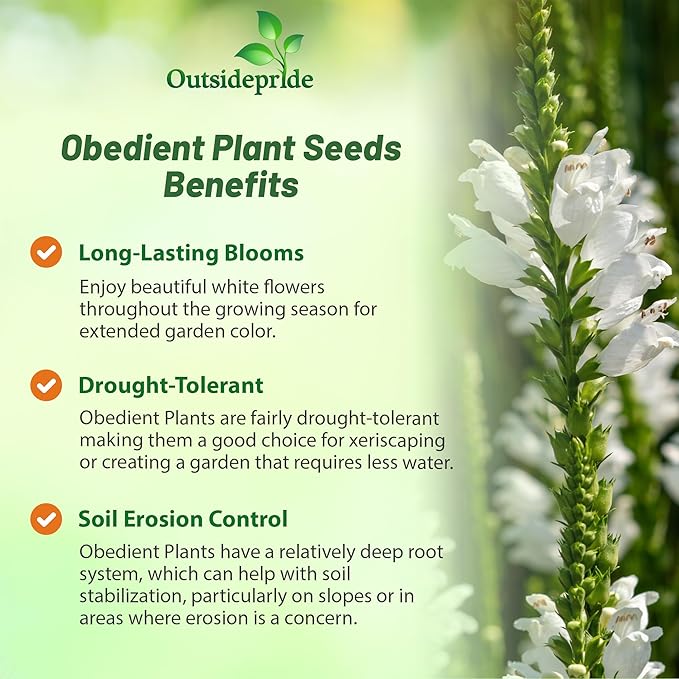 Outsidepride Obedient Plant Seeds - 1000 Pcs. Perennial, Low-Maintenance & Easy to Grow, Flower Seeds for Planting Tall, Vibrant White Blooms for Pollinator Gardens & Cut Flower Arrangements