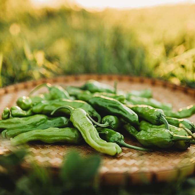 Shishito Japanese (Mildly Hot) Chili Pepper - 25 Seeds - Heirloom Chile Pepper Variety, Non-GMO Vegetable Seeds for Planting in The Home Garden, Thresh Seed Company