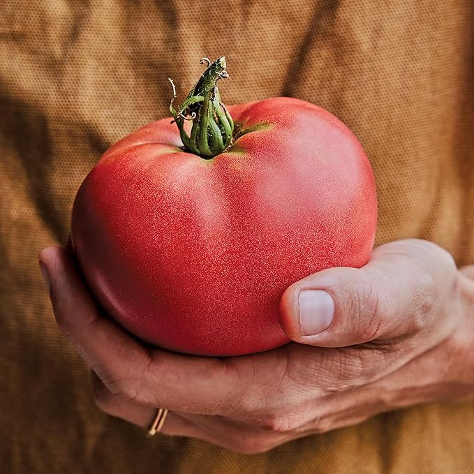 Burpee 'Delicious' Heirloom Tomato Seeds - Non-GMO, Indeterminate, Heirloom, Slicer Tomato, 100mg Seed Packet for Home Gardening