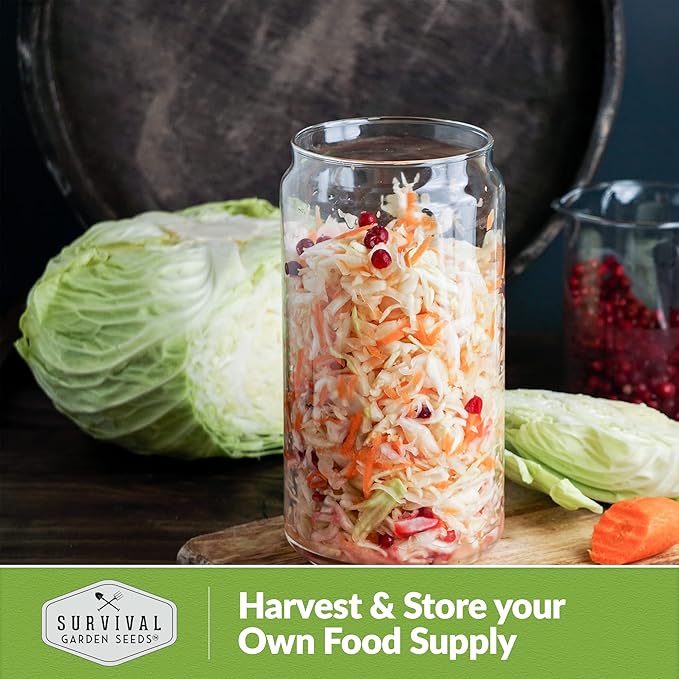 Early Round Dutch Cabbage Seeds for Planting | Heirloom Non-GMO Cold Hardy Variety for Spring & Fall Gardens - Storage & Sauerkraut Cabbages - Survival Garden Seeds (2 Packs)