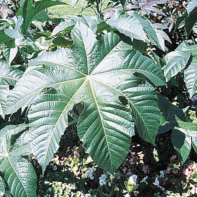 Castor Bean Seeds - Add a Fast-Growing Tropical Feel to your Yard - 10 Seeds per Packet