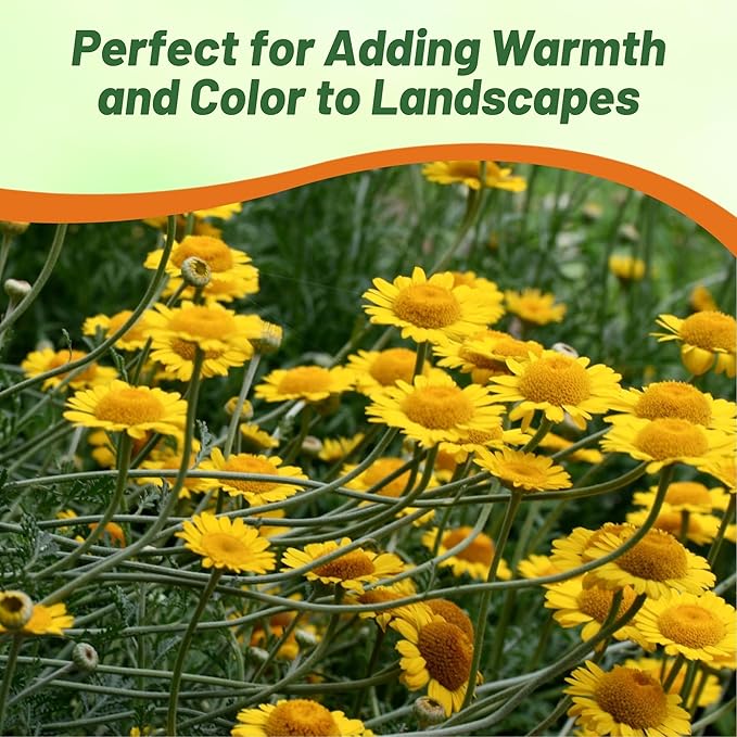 Outsidepride Yellow Marguerite Daisy Seeds - 5000 Pcs. Perennial Drought-Tolerant & Pollinator-Friendly, Flower Seeds for Planting Vibrant Blooms for Gardens, Borders & Cut Flowers