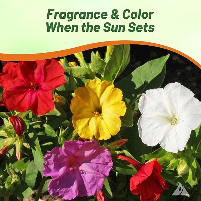 Outsidepride Mixed Four O'clock Flower Seeds - 1 lb Perennial Fragrant, Trumpet-Shaped Blooms, Deer-Proof & Easy to Grow, for Pollinator & Evening Gardens, Containers, Hedges, or Borders