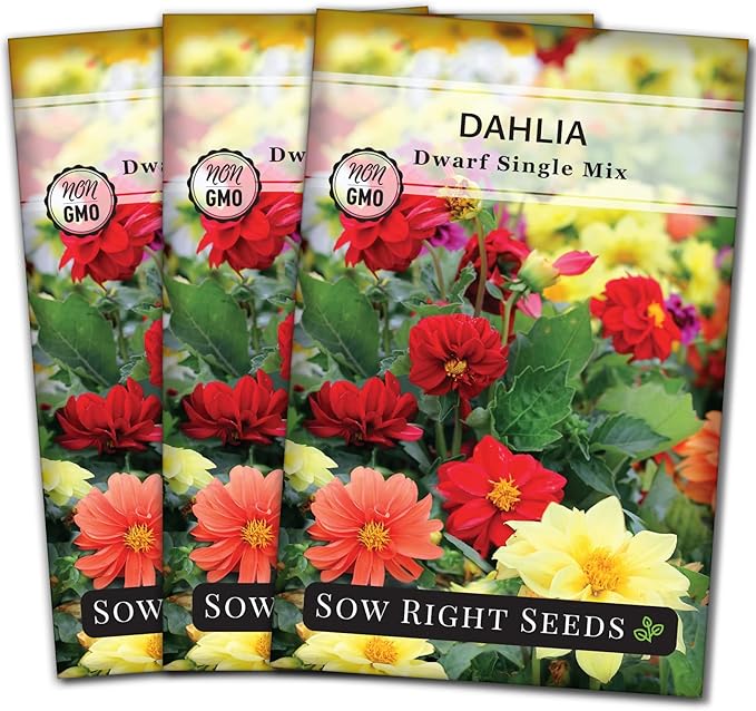 Sow Right Seeds - Dwarf Single Mix Dahlia Flower Seeds for Planting - Non-GMO Heirloom Packet - Rare Colors to Attract Pollinators - Cut and Come Again - Symmetrical Blooms Great for Bouquets (3)