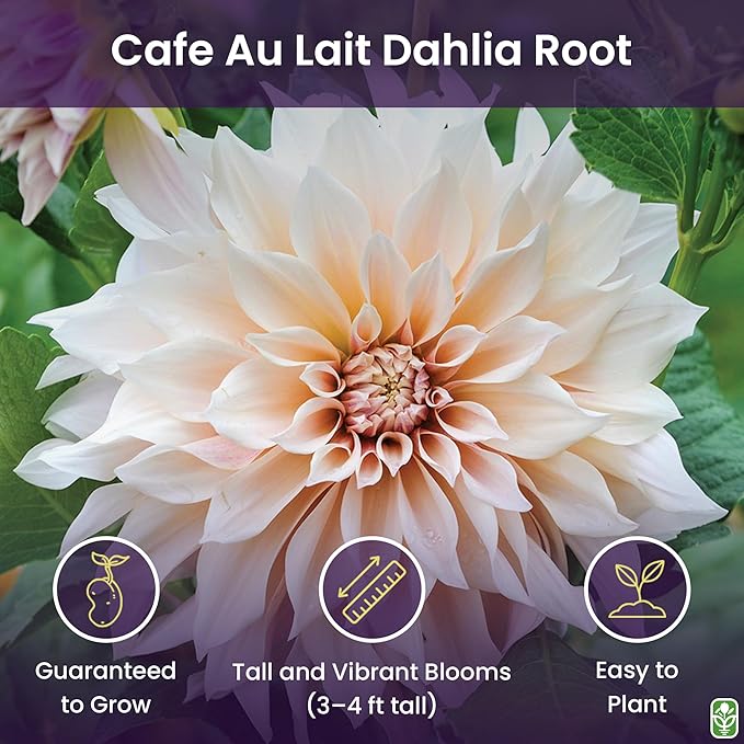 Cafe Au Lait - Dinner Plate Dahlia - 5 Gallon Size Bareroot Tuber Yellow - Stunning Large Blooms for Spring Planting 2025 - Perfect for Gardens and Floral Arrangements