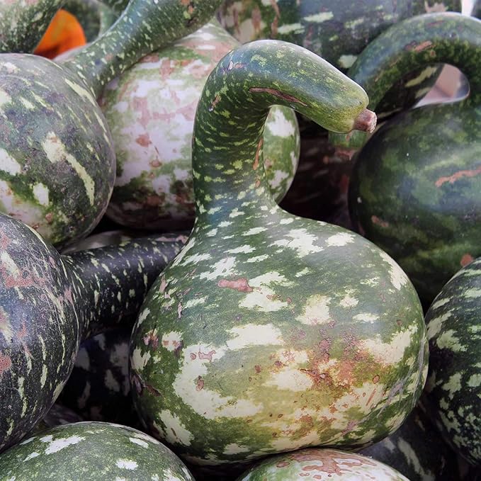 Long Handle Dipper Gourd Garden Seeds - 2 g Packet ~60 Seeds - Non-GMO, Heirloom Vegetable Gardening Seeds - Lagenaria siceraria